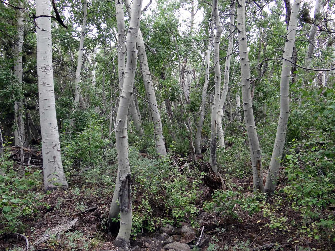 Fish Creek Rim July 2013 JBatchelor (1)
